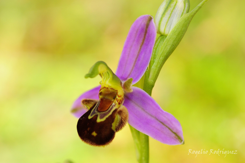 Imagen 23 de la galería de Orquideas